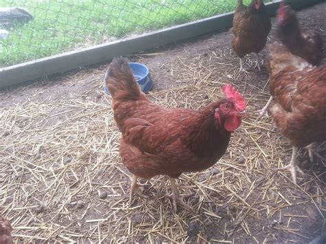 Is this RIR worthy of showing? | BackYard Chickens - Learn How to Raise Chickens