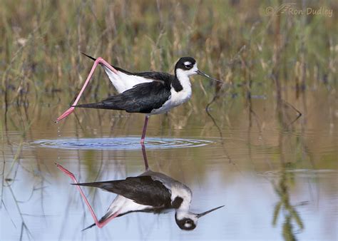 Black-necked Stilt Stretching One Of Its ‘Stilts’ – Feathered Photography