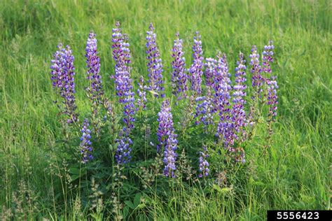 perennial lupine (Lupinus perennis)