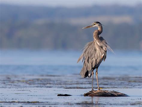 Animal Facts: Great blue heron | Canadian Geographic