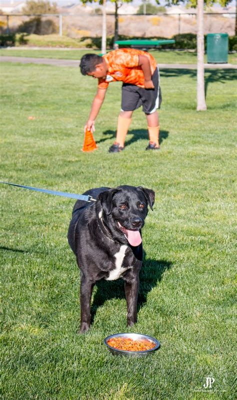 How to Play Soccer with your Dog