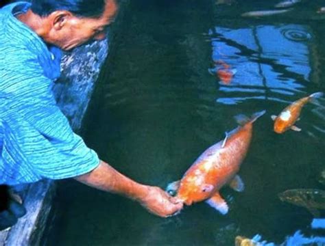 This Amazing Koi Fish was 226 Years Old » TwistedSifter