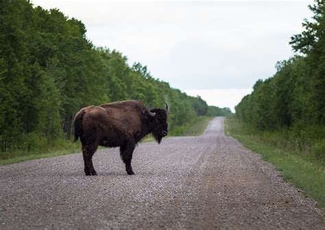 Wood Buffalo National Park on brink of UNESCO endangered site status