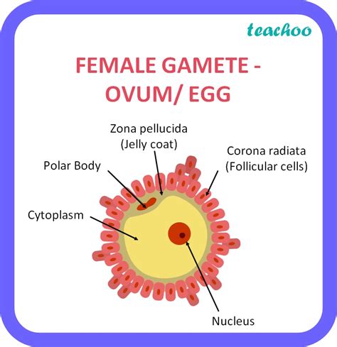 [Class 10] Difference between Male and Female gamete of Humans