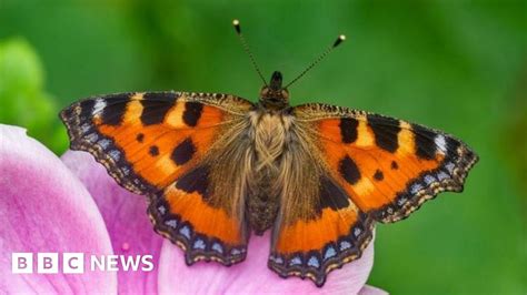 Big Butterfly Count shows increase in number found in NI
