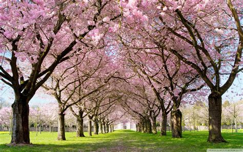 Spring Park Wallpapers - Top Free Spring Park Backgrounds - WallpaperAccess