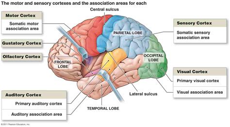 FUNCTIONAL AREAS OF CEREBRAL CORTEX - New