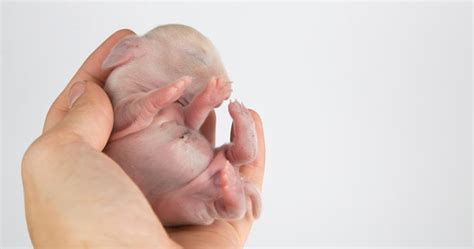 Caring for Newborn Rabbits - RabbitPedia.com