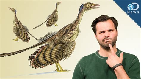 How Did Dinosaurs Evolve Into Birds? - YouTube