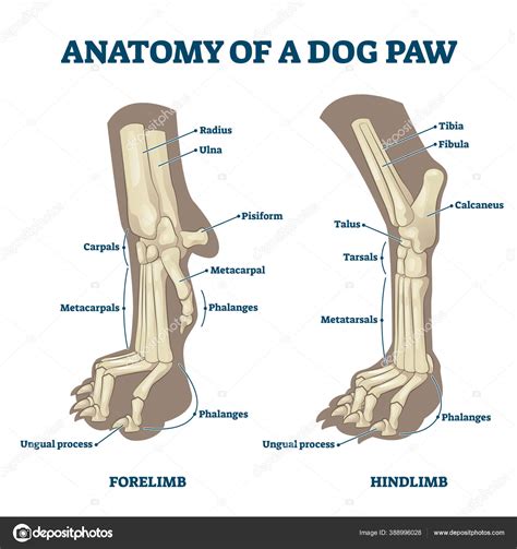 Anatomy of dog paws with forelimb and hindlimb bones vector ...