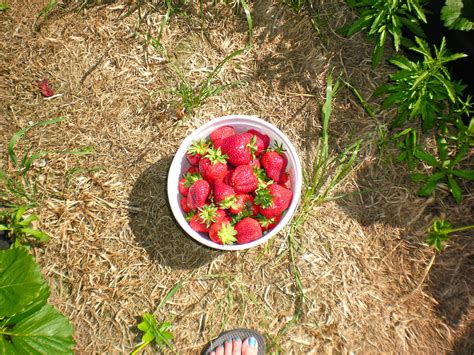 Hand Me Down Style: strawberry picking