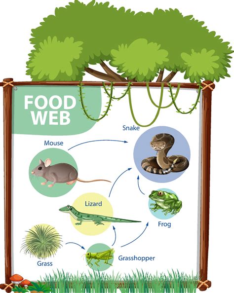 Food chain diagram concept 2169142 Vector Art at Vecteezy