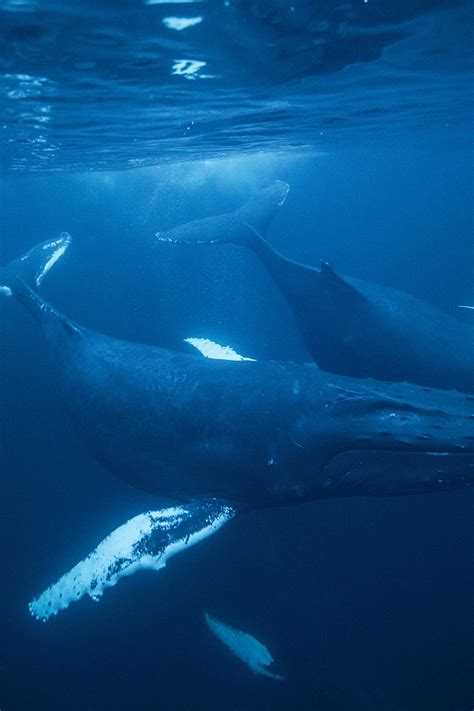 Blue Whale Vs Humpback Whale Size