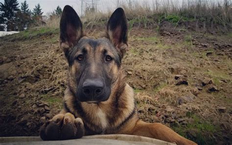 German Shepherd and Belgian Malinois mix, 8 months : r/aww