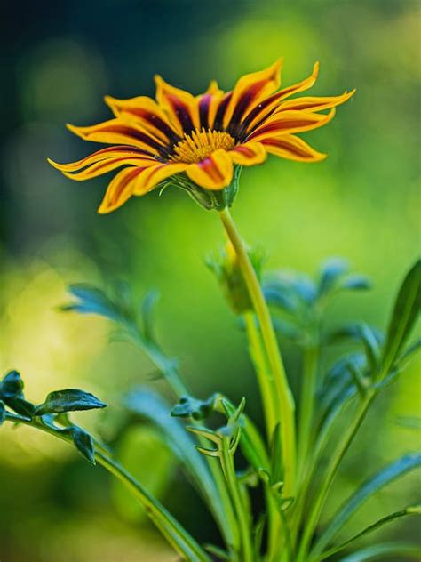 Close Up Photo of Gazania Rigens · Free Stock Photo