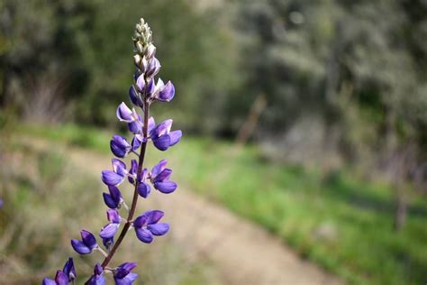 Two-minute guide to owning wildflower season on the Peninsula | by THE ...