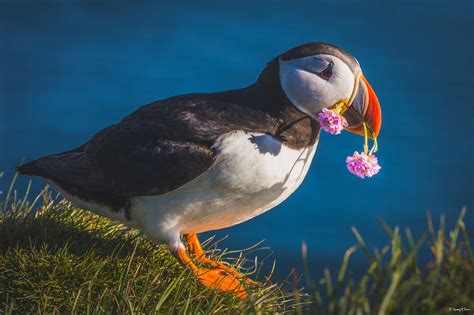 Puffin delivering flowers in Iceland | Cute animals, Beautiful birds ...