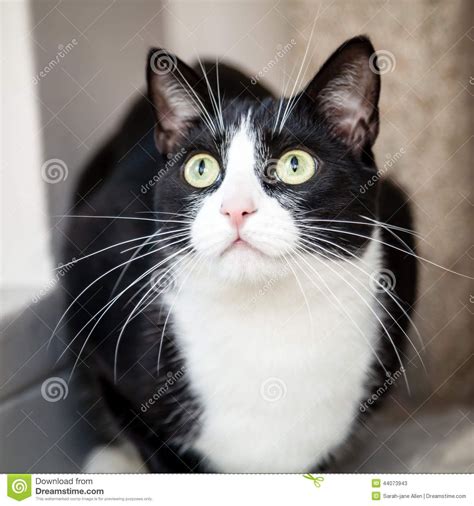 Surprised Black and White Cat with Green Eyes