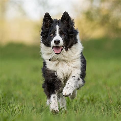 Border Collie Dog Breed Facts & Information | Rover.com