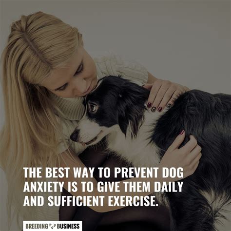 15 Best Dog Anxiety Toys – How They Work, Benefits & Concerns