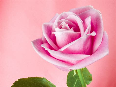 Pretty Pink Roses - Roses Wallpaper (34610934) - Fanpop - Page 11