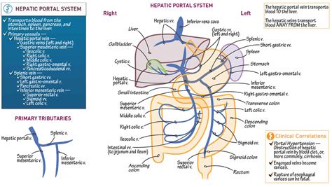 Portal vein anatomy, function, embolization, thrombosis & hypertension