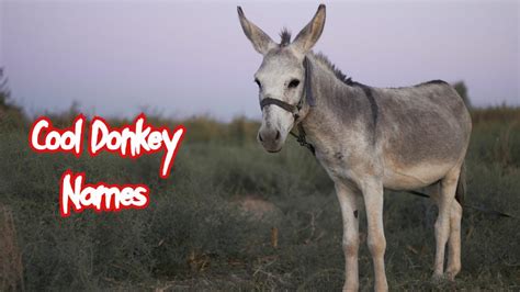 Donkey Names: 500 Good Ideas for Names for Donkeys