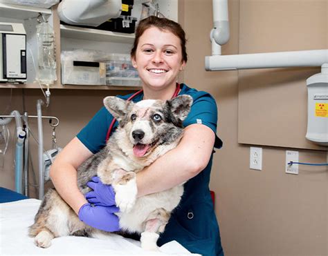 24/7 Emergency Care | Memphis Veterinary Specialists & Emergency