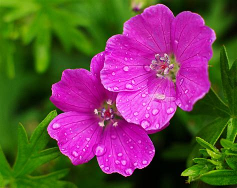 Rainy Flowers - a photo on Flickriver