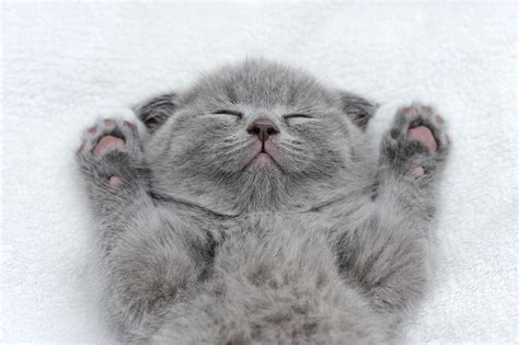 61 Fascinating Animal Sleep Statistics and Facts