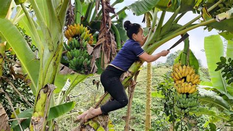 Banana Harvesting: Process of making Banana cake to welcome the new year 2024 | Trieu Mai Huong ...