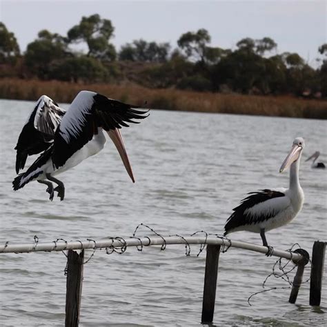 Finding Nemo pelican scene with real pelicans. - YouTube