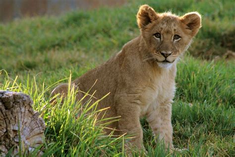 Lion cub at San Diego Zoo Safari Park : sandiego