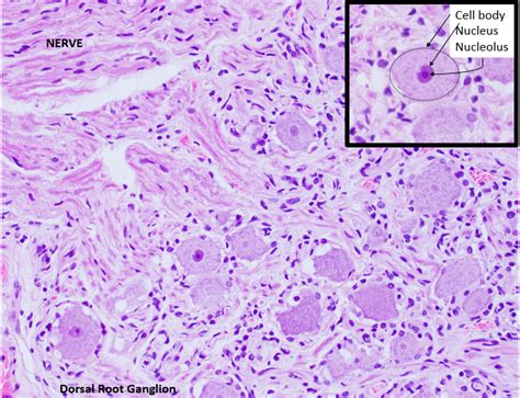 Dorsal Root Ganglia Histology