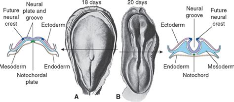 Development of the Nervous System | Neupsy Key