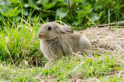 Bunny Free Stock Photo - Public Domain Pictures