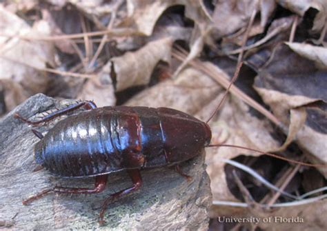 Florida woods cockroach - Eurycotis floridana (Walker)