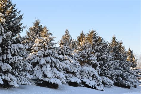 Snow Covered Evergreen Trees - Green Thumb Advice