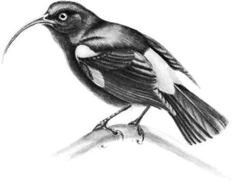 Mamo | extinct bird | Britannica.com