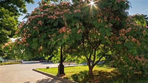 You Might Want To Rethink Growing A Mimosa Tree In Your Yard