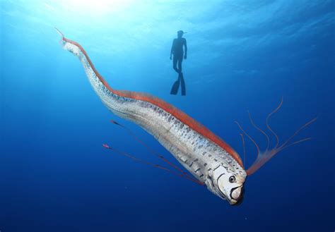 Oarfish - Facts | Habitat | Can Oarfish Predict Earthquakes? - SeaFish