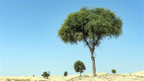 Ghaf Tree - The National Tree in UAE