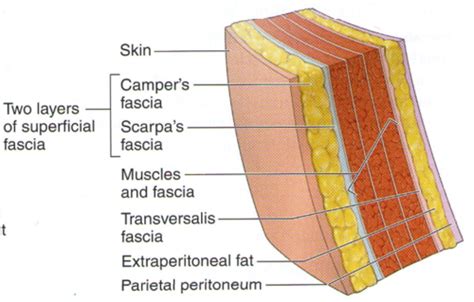 Anatomy: Anterior Abdominal Wall & Inguinal Region Flashcards | Quizlet