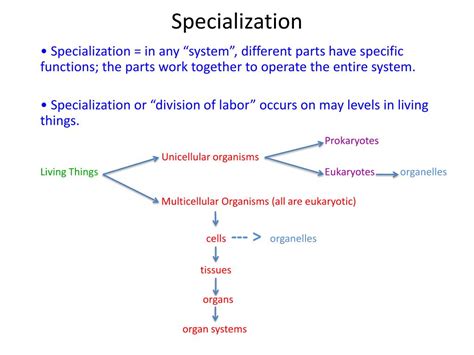 PPT - Specialization PowerPoint Presentation, free download - ID:2389791