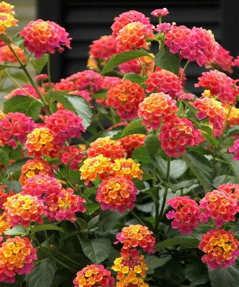 One of my favorite lantanas to use as a ground cover is definitely ...