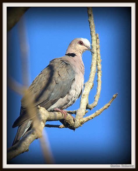 Red-eyed Dove, iPhiti – BirdLife eThekwini KZN