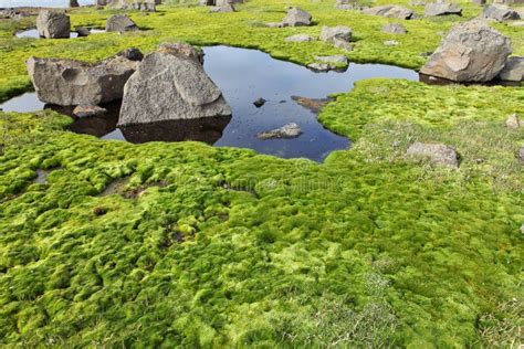 Arctic Moss Royalty Free Stock Photo - Image: 31424445