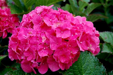 Macrophylla Hydrangea Pink Hydrangea Macrophylla 39 Forever - Hydrangea