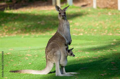 australia kangaroo mother and cute joie baby in pouch Stock Photo | Adobe Stock