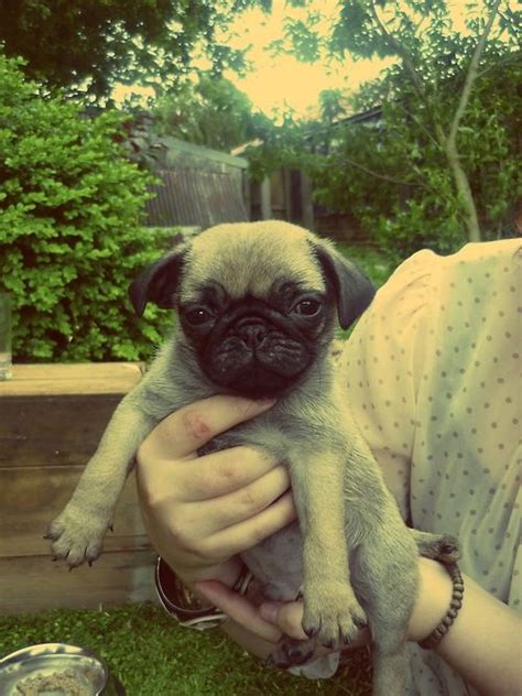 Baby pug is unimpressed | Pugs, Puppies, Pug puppy